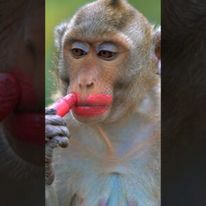 Monkey’s Makeup Mishap: A Tale of Trans Species Transformation